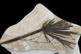 Wide Fossil Fish & Palm Mural - Green River Formation, Wyoming #174925-3